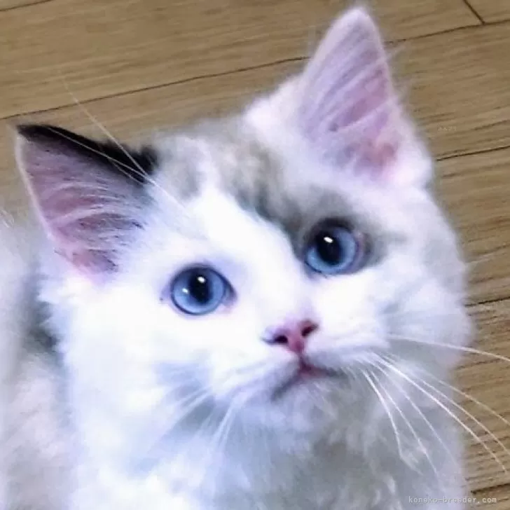 ID:2505-00950の子猫