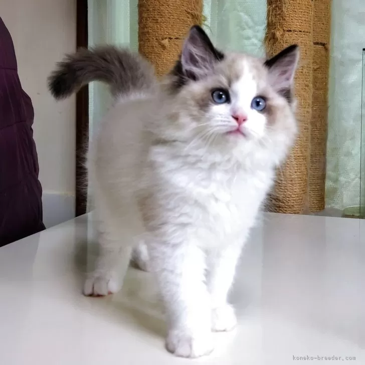ID：2505-00949の子猫