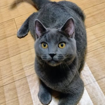 シャルトリュー【静岡県・男の子・2025年5月1日・ブルー】の写真「遊び好きな男の子」