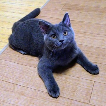 シャルトリュー【静岡県・男の子・2025年5月1日・ブルー】の写真「遊び好きな男の子」