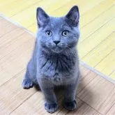 シャルトリュー