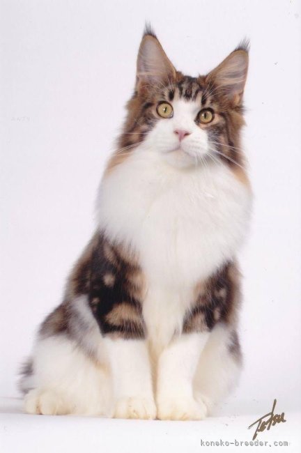 GC  Liam｜野口　陽子(のぐち　ようこ)ブリーダー(東京都・メインクーン・CFA登録)の紹介写真3