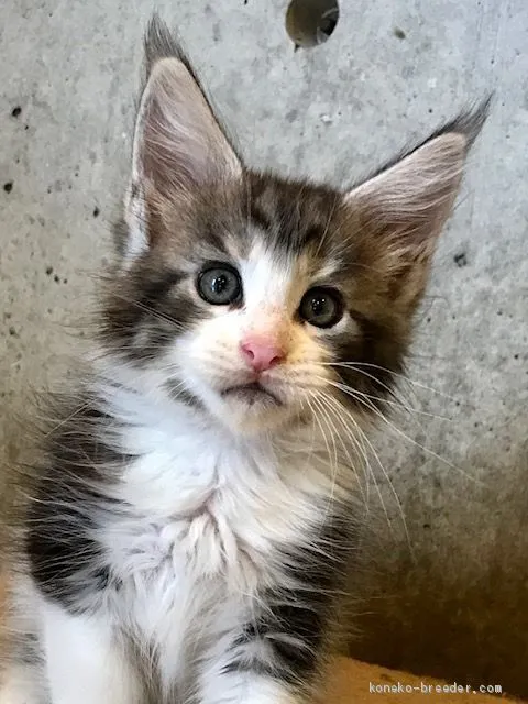ID:1910-00339の子猫
