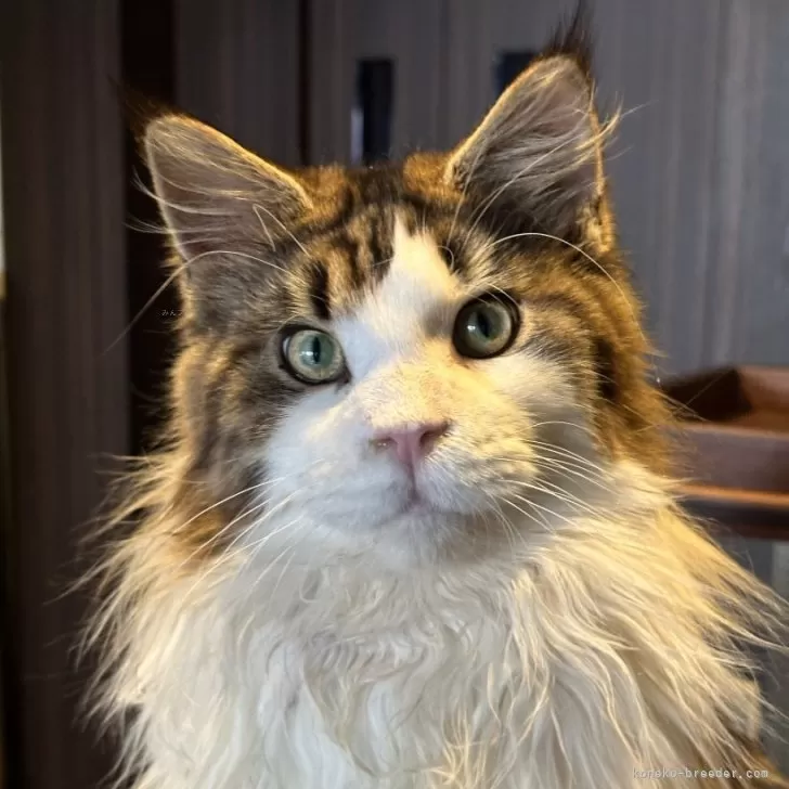 ID：2402-02168の子猫