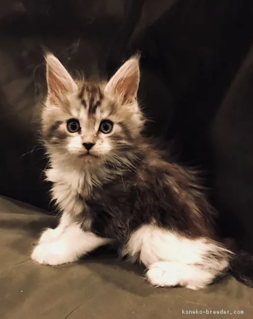 ID:1801-00142の子猫