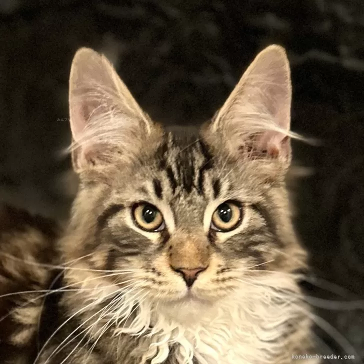 ID:2312-02565の子猫