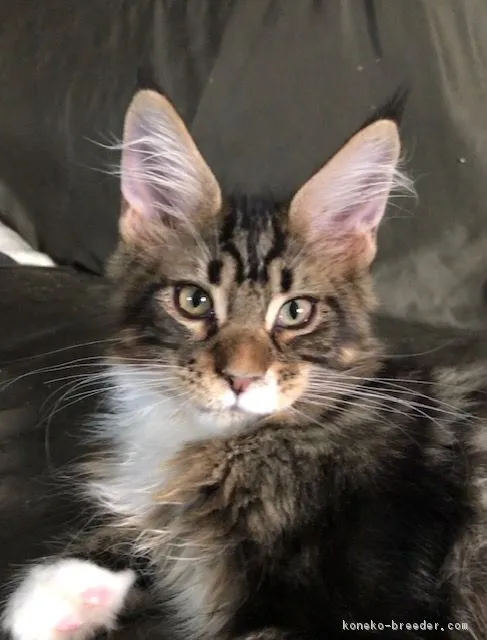 ID：1808-01342の子猫