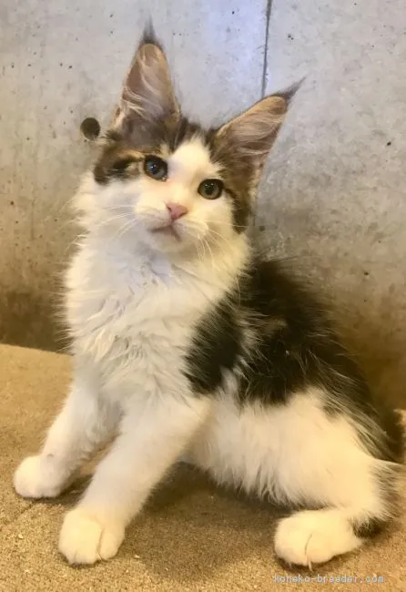 ID:2009-01459の子猫