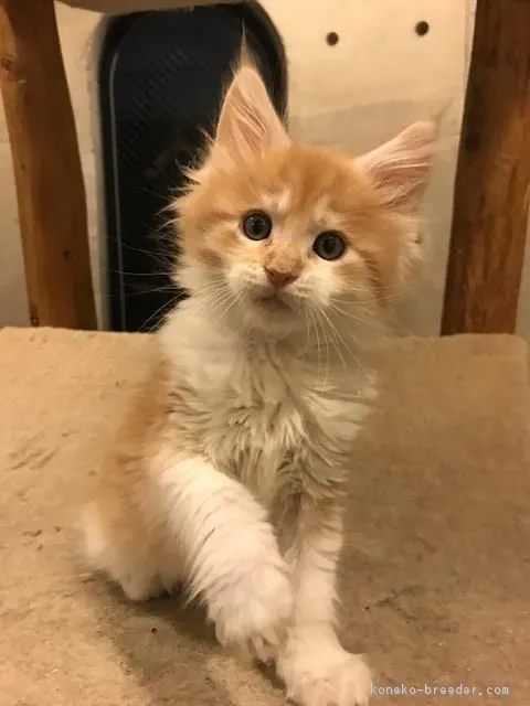 ID:1803-00398の子猫