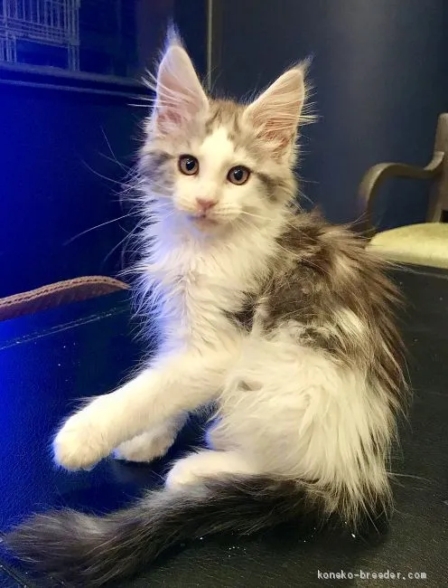 ID:2004-01663の子猫