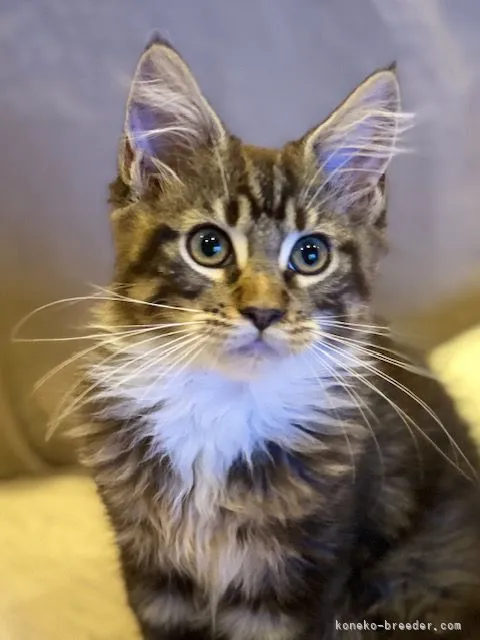 ID:2110-01643の子猫