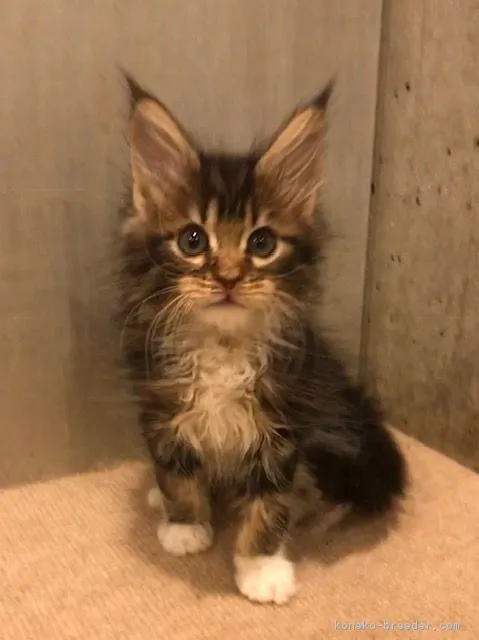 ID：1901-01442の子猫