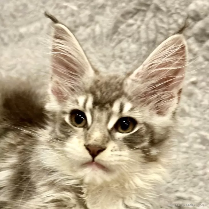 ID：2408-00322の子猫