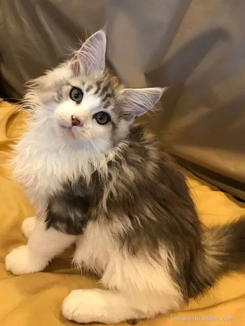 ID：1906-00549の子猫