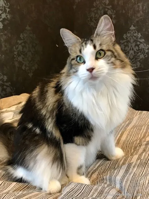 ID：2103-00546の子猫