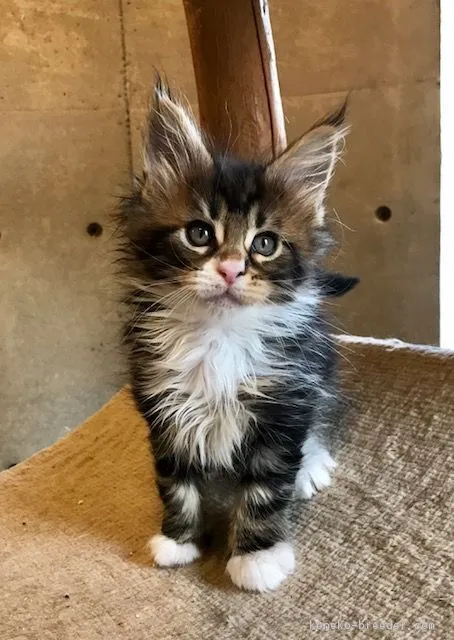 ID:1802-00570の子猫