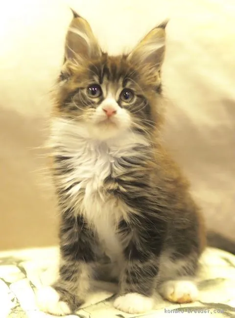 ID:2103-01294の子猫
