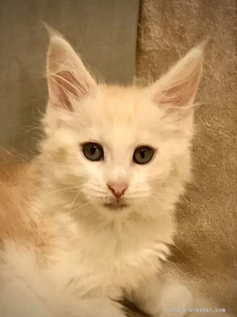 ID:2009-01457の子猫