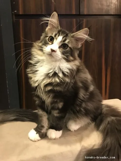 ID：2004-00968の子猫