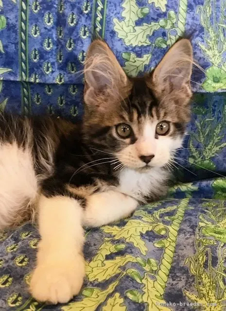 ID：1708-00699の子猫