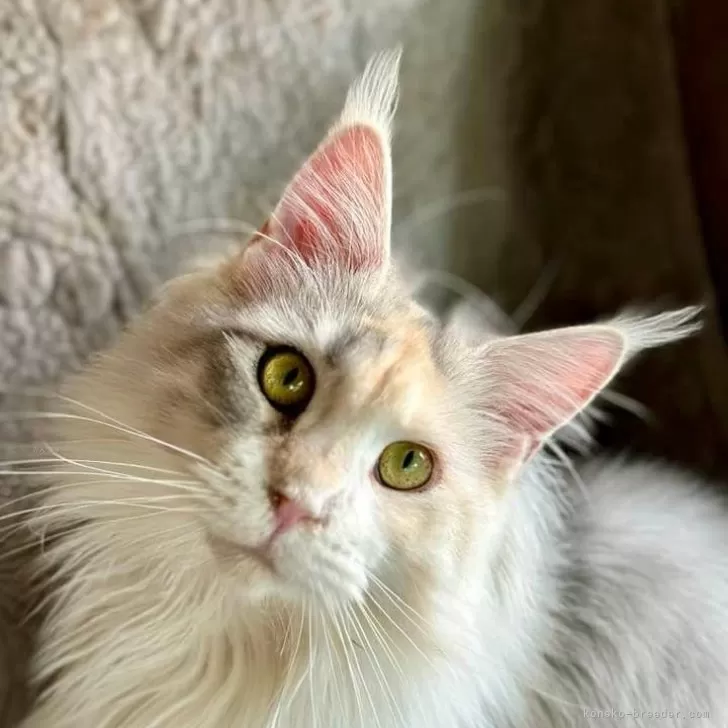 ID:2410-02307の子猫