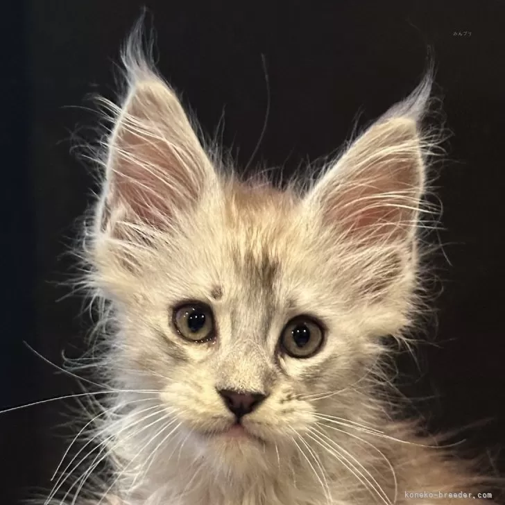 ID:2408-00323の子猫