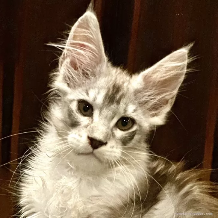 ID:2408-00325の子猫