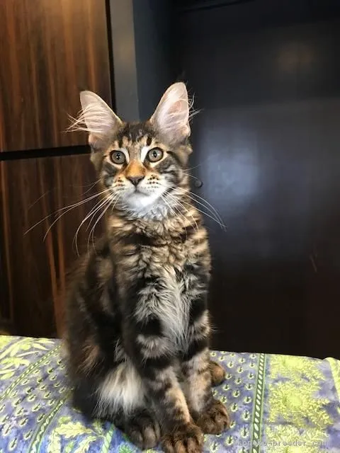 ID:1708-00774の子猫
