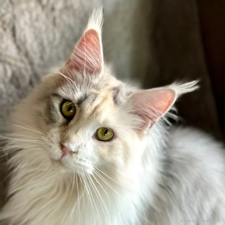 ID：2402-02167の子猫