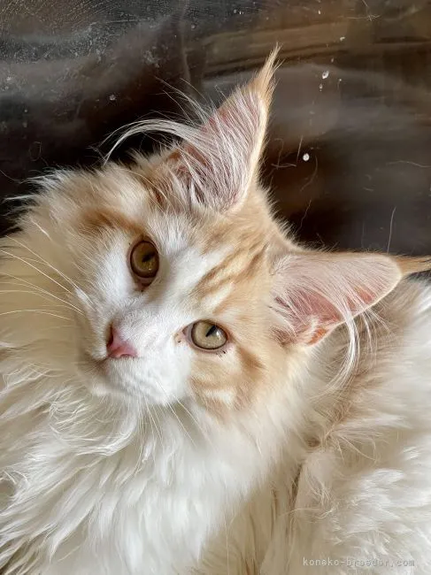 ID:2201-01213の子猫