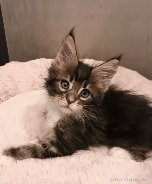 ID：1808-00334の子猫