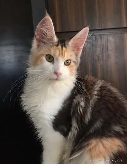 ID：1810-00028の子猫