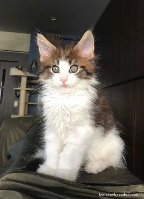 ID：1807-01664の子猫