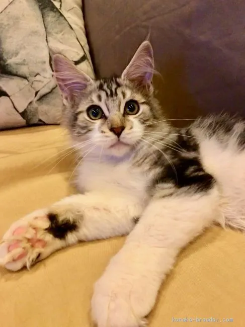 ID:1908-00509の子猫