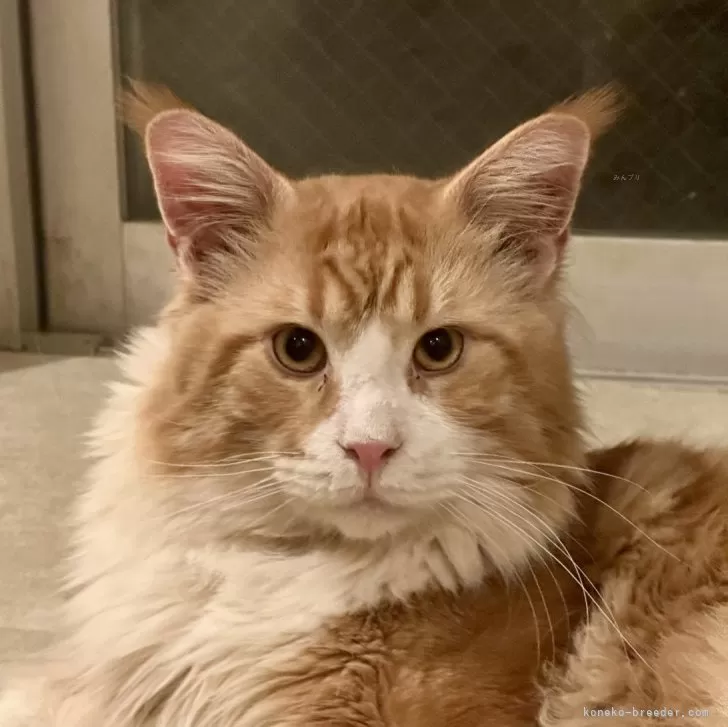 ID:2410-02308の子猫