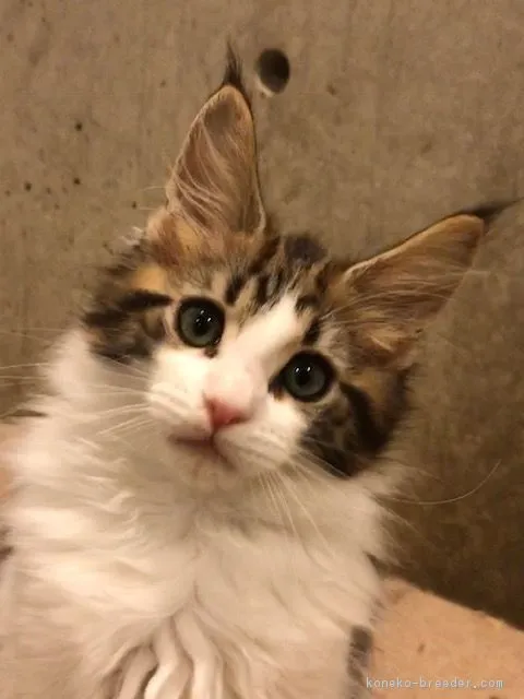 ID：1902-00100の子猫