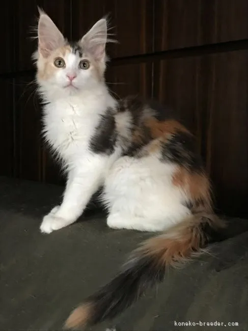 ID：1903-01379の子猫