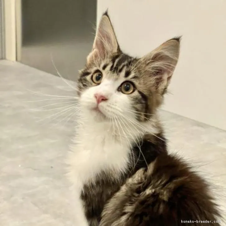 コアラ0523 様のお迎えした子猫