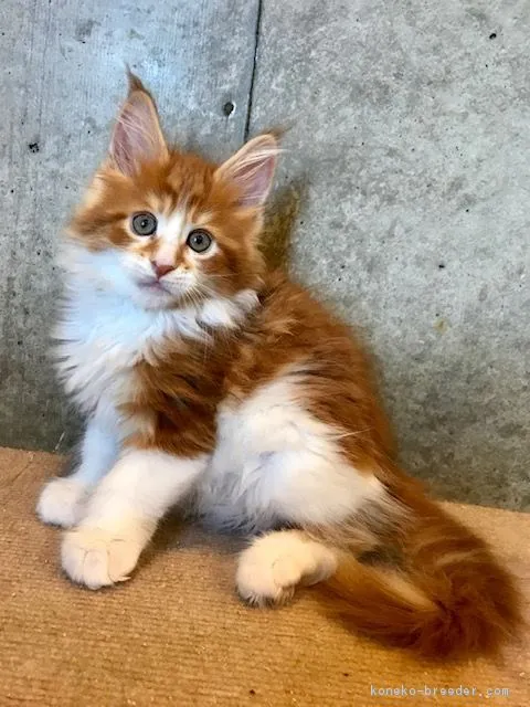 ID:1811-01590の子猫