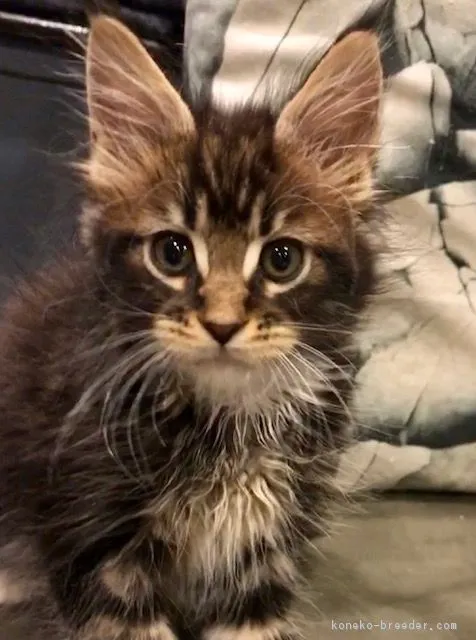ID:1807-00227の子猫