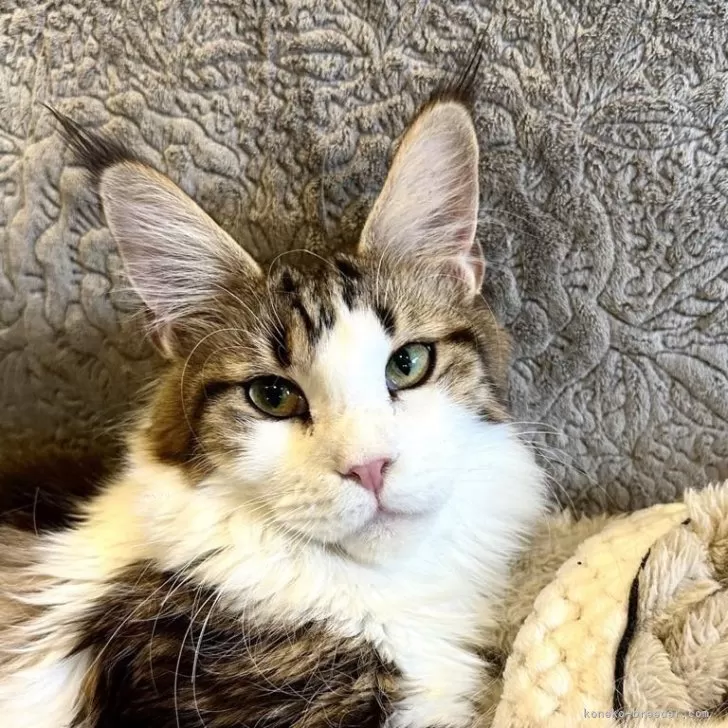 ID：2411-02385の子猫