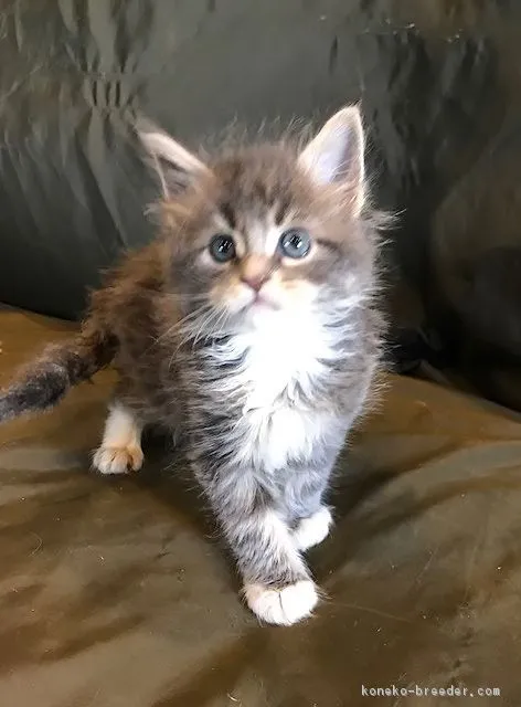 ID：1806-01138の子猫