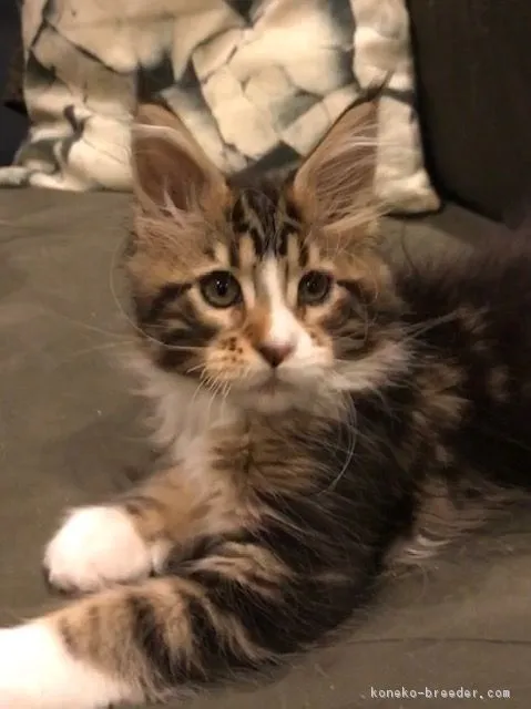 ID:1902-00809の子猫