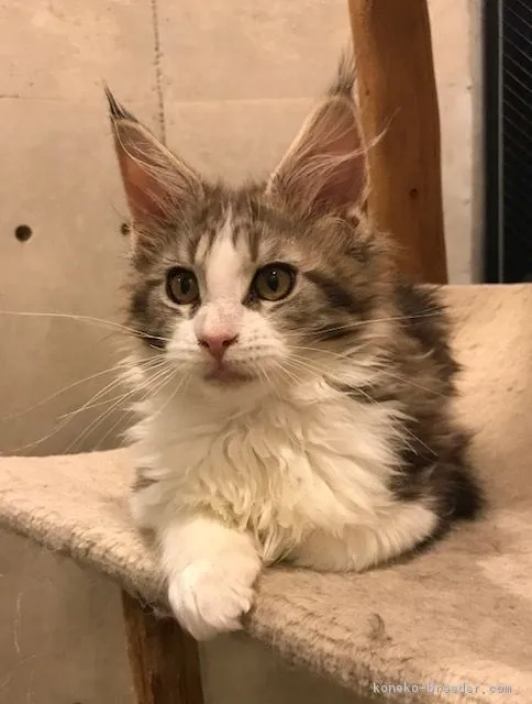 ID:1803-00345の子猫