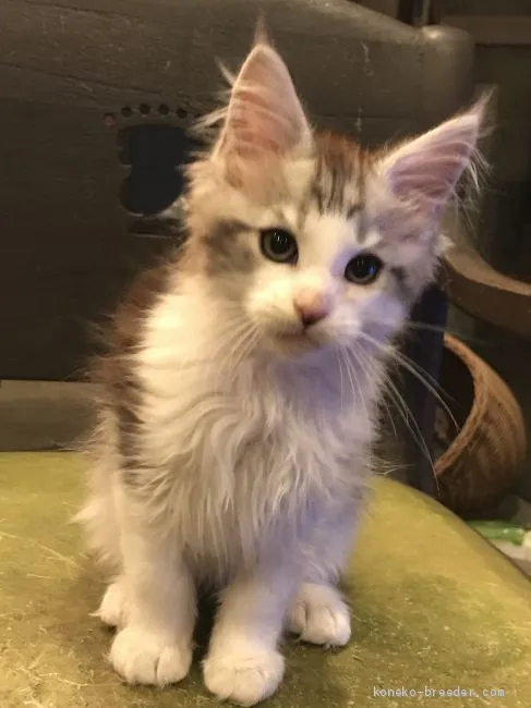 ID:2003-00896の子猫