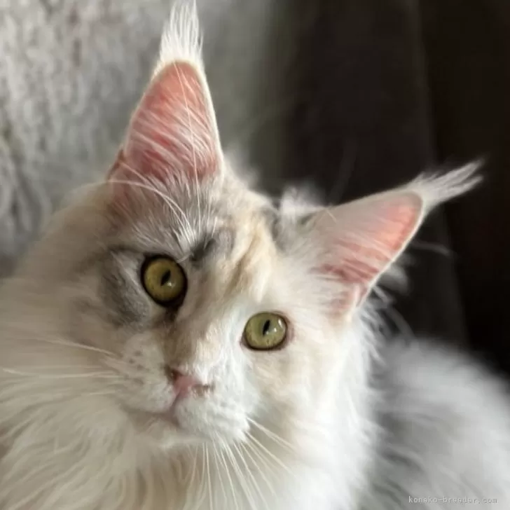 ID：2404-02392の子猫