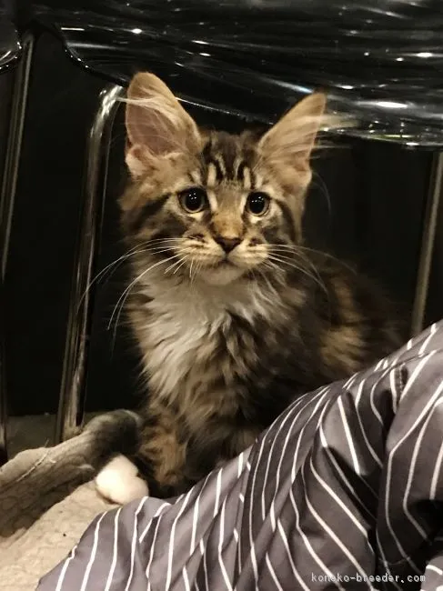 ID：1708-00960の子猫