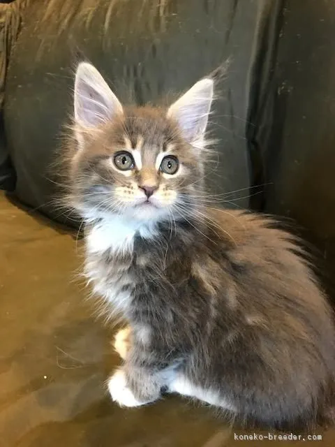 ID：1807-00474の子猫