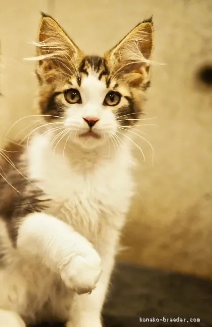 ID：1910-00342の子猫