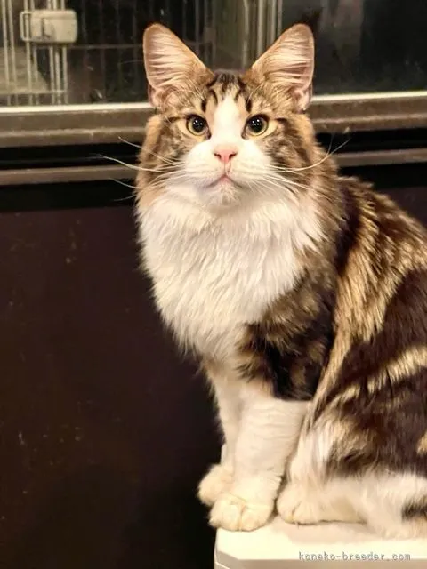 ID:2112-00930の子猫